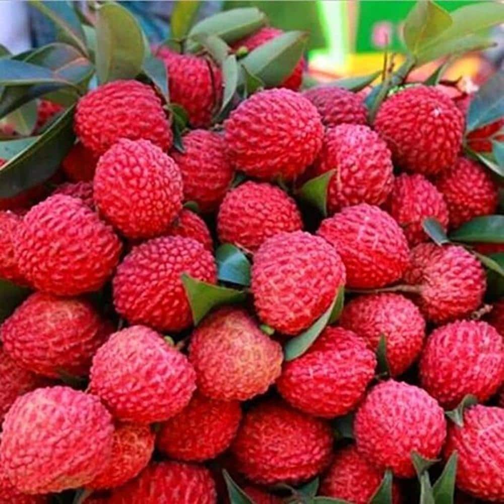 Litchi